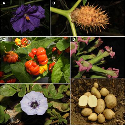 Editorial: Solanaceae VII: Biology, Genetics, and Evolution